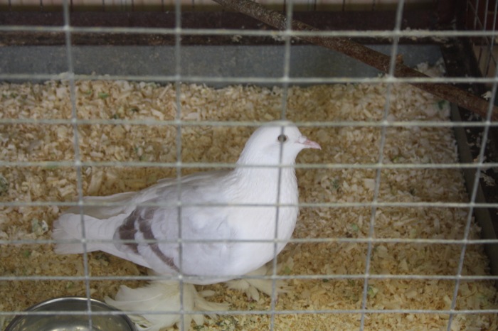 Псков. Эколого-биологический центр. Часть 2 (фото 5)