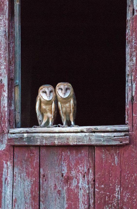 Любительские и профессиональные фотографии Сов (выпуск 2)