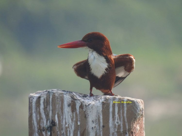 Любителям природы - профессиональные фотографии (выпуск 4)