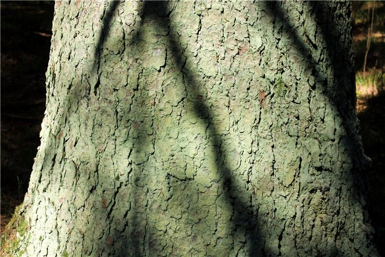 Савватьева Пустынь, Тверская область