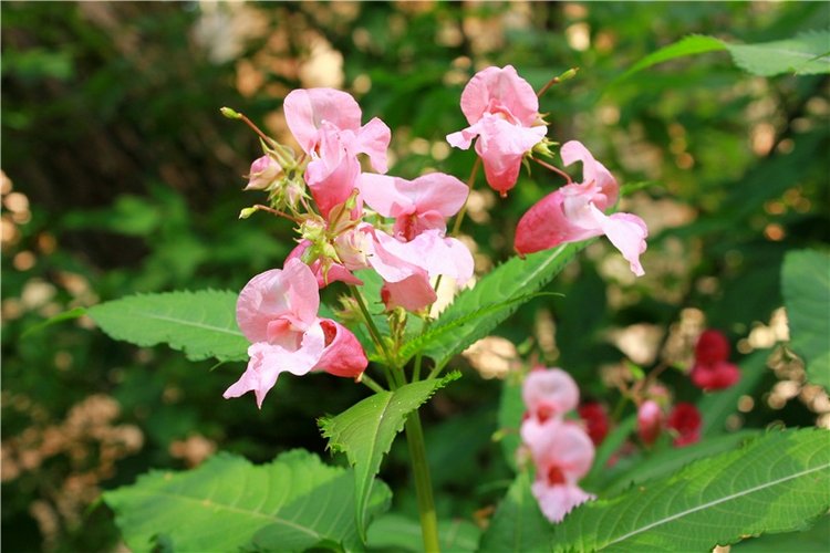 Июльское путешествие в Старицу, продолжение