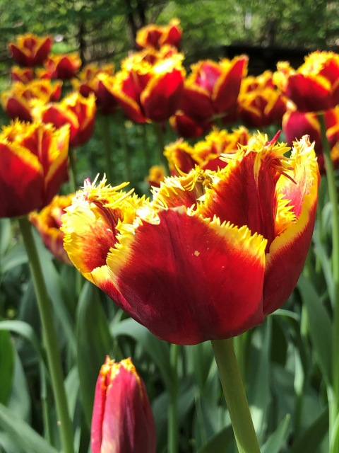 Тони Старк: приключения без брони. Был месяц май, половина вторая