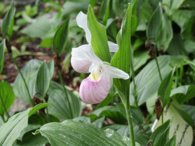 Тони Старк: приключения без брони. И снова Аптекарский огород | Бэйбики Тони Старк: приключения без брони. И снова Аптекарский огород (фото 5)