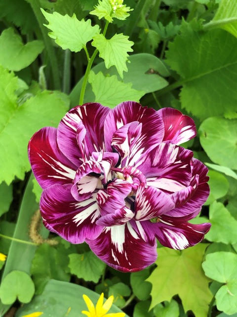 Тони Старк: приключения без брони. Был месяц май, половина вторая