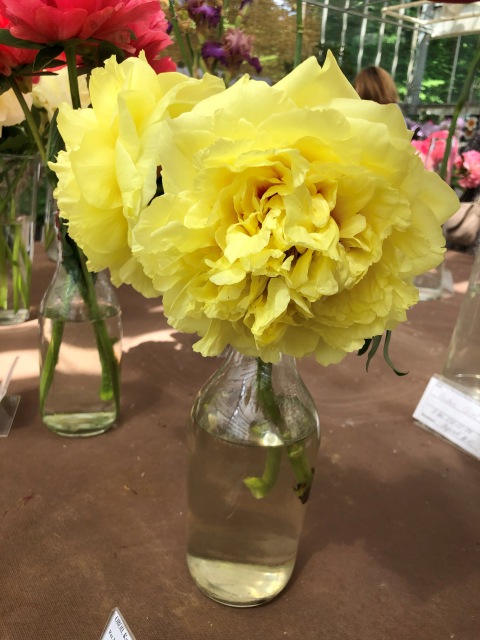 Тони Старк: приключения без брони. И снова Аптекарский огород | Бэйбики Тони Старк: приключения без брони. И снова Аптекарский огород