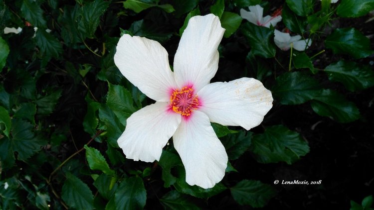 Kidz' тур. Нико на Крите. Аниссарас