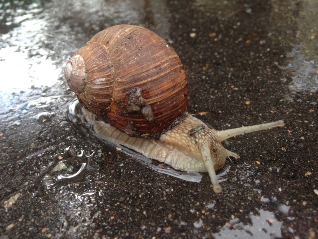 Как мы фотографировали улитку с Mui-chan