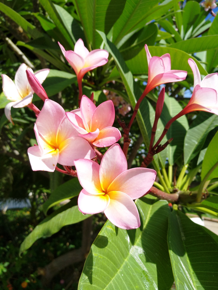 Тайна моего имени. Часть девятая. Испания, Бенальмадена, Парк Тиволи. Лесли путает все планы