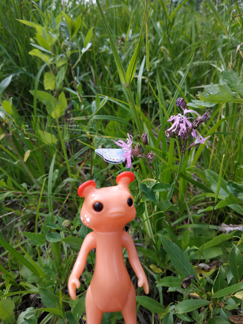 Wonderfrog. Красота в простоте