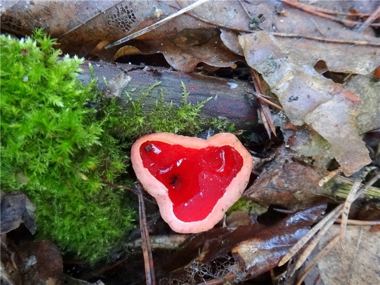 23 февраля - расцвели синие подснежники