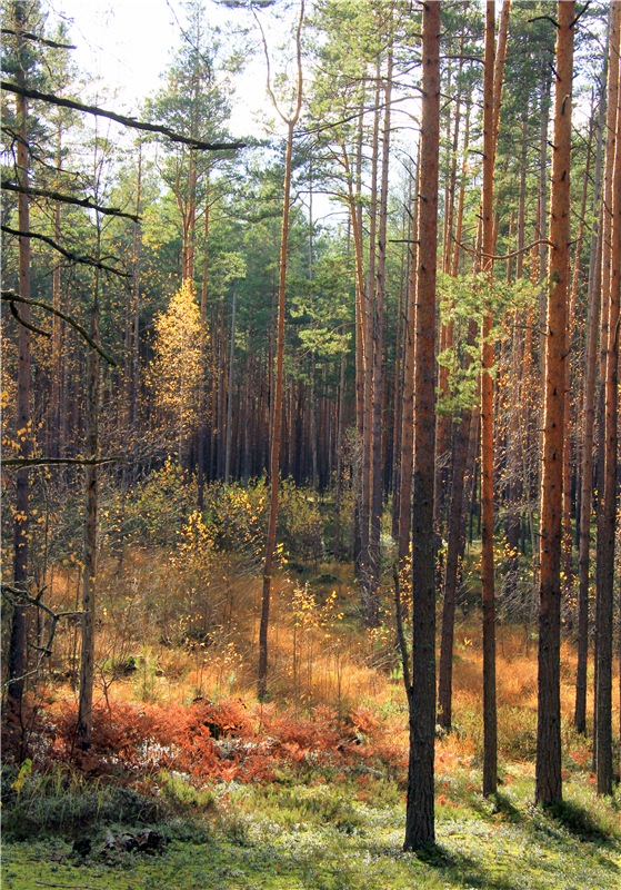 Осенняя прогулка Tammy в лесу