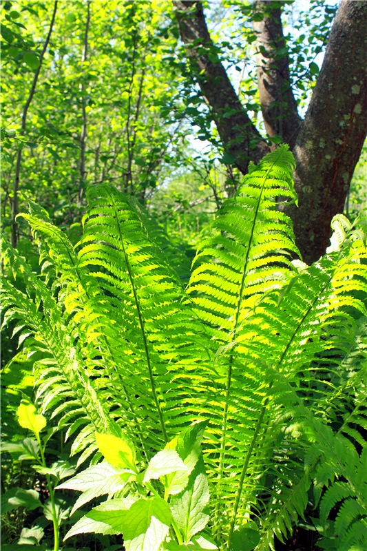 Затерянный Мир — Красивая природа и цветы: фото пейзажей