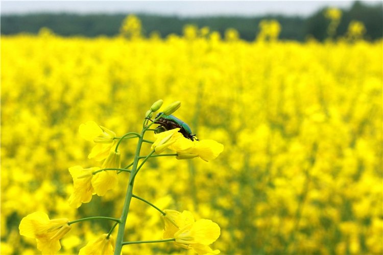 Солнечное поле. Twinkles Ella Chocolate (фото 8)