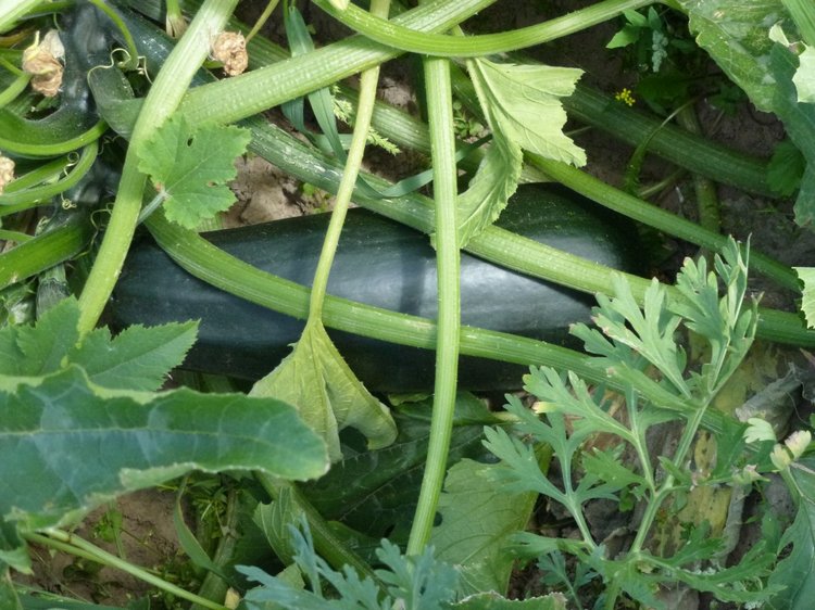 Отдых в деревне с Джой — Туризм и путешествия: фотоотчеты из поездок