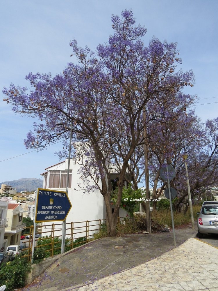 Kidz' тур. Нико на Крите. Агиос Николаос (фото 8)