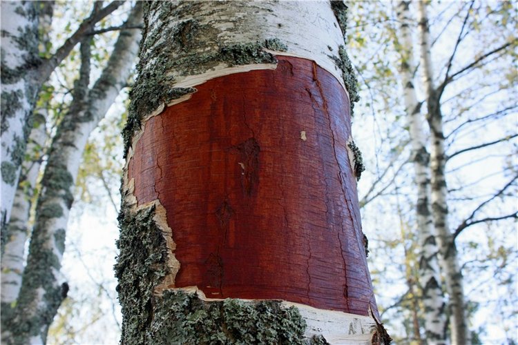 Путешествие Адель в "Сад камней". Джульетта от Sylvia Natterer