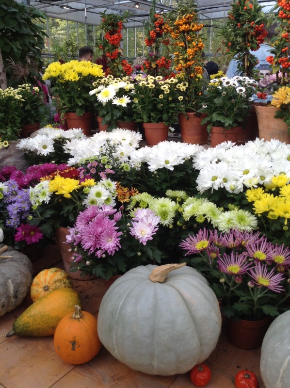 Аптекарский огород сегодня. ч.5. Грибной фестиваль