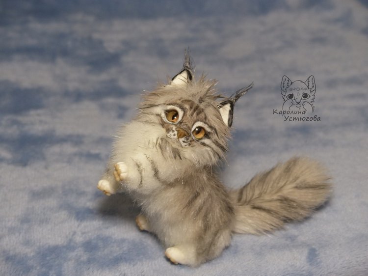 Мейн-ку́н, миниатюра. Серебристый окрас (фото 6)