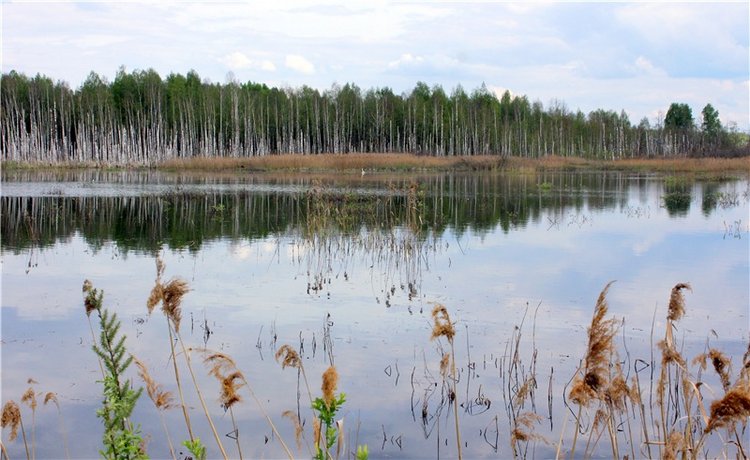 "Лебединое озеро" в Твери (фото 9)