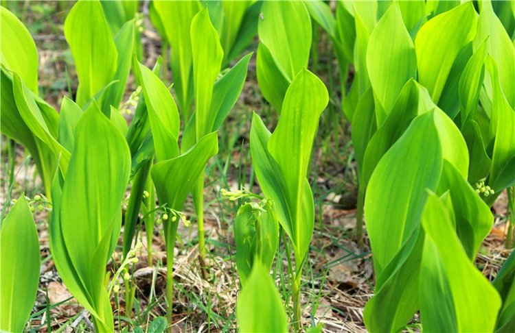 Женя-путешественница — Советские винтажные куклы (СССР): Ленигрушка (фото 2)