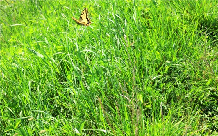 Подарок для Бенни | Бэйбики Подарок для Бенни — Куклы Iplehouse (Иплхаус): BJD (БЖД)