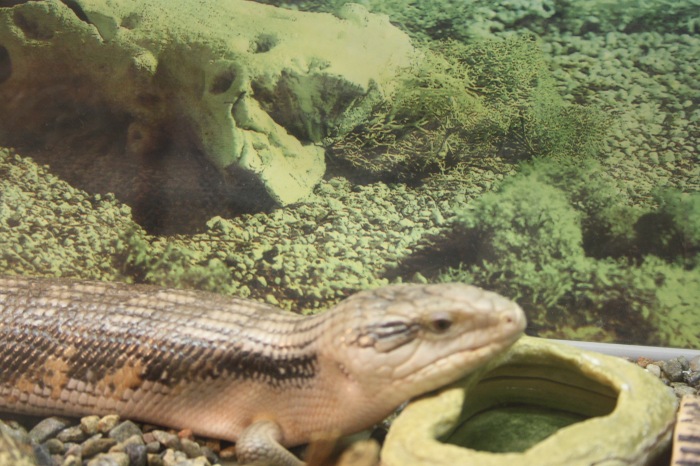 Псков. Эколого-биологический центр. Часть 1