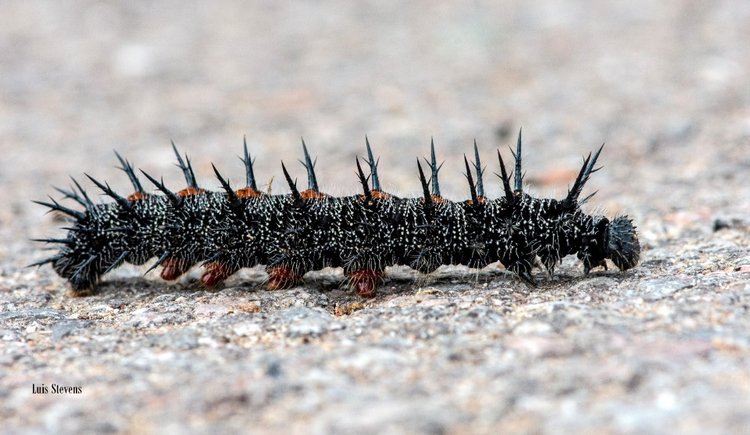 Любителям природы - профессиональные фотографии (выпуск 4)