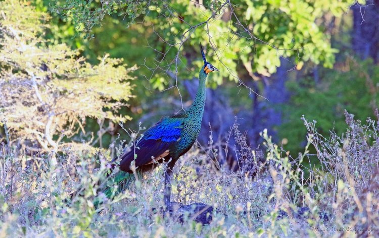 Любителям природы - профессиональные фотографии (выпуск 4)