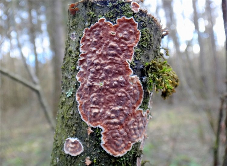 23 февраля - расцвели синие подснежники