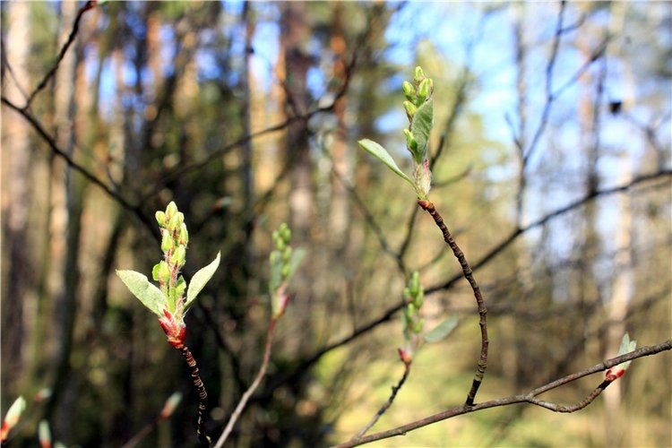 Долгая дорога к Волге. Custom Blythe Doll UFO Go Go Takara