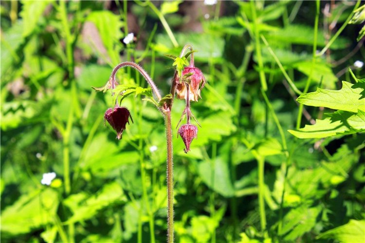 Затерянный Мир — Красивая природа и цветы: фото пейзажей