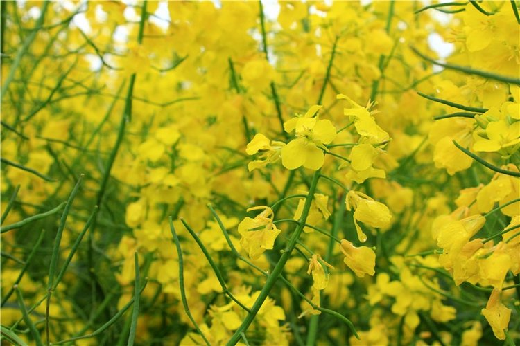 Солнечное поле. Twinkles Ella Chocolate (фото 6)