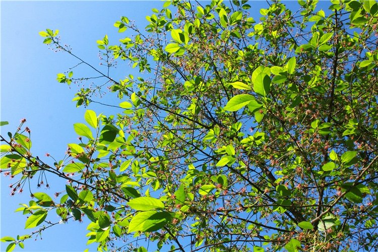 Из Чукавино в Старицу — Культура