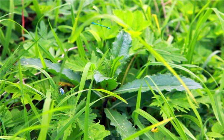 Путешествие Виолы в Усадьбу Знаменское-Раёк