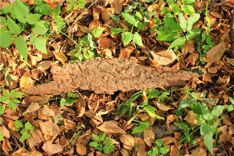 Путешествие Dal Hangry в Грузины, продолжение