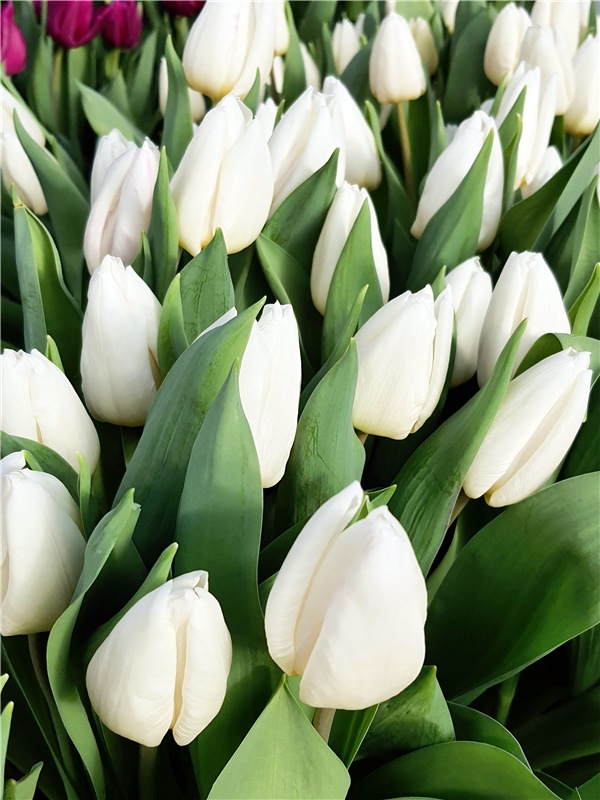 Выставка тюльпанов в Твери, продолжение