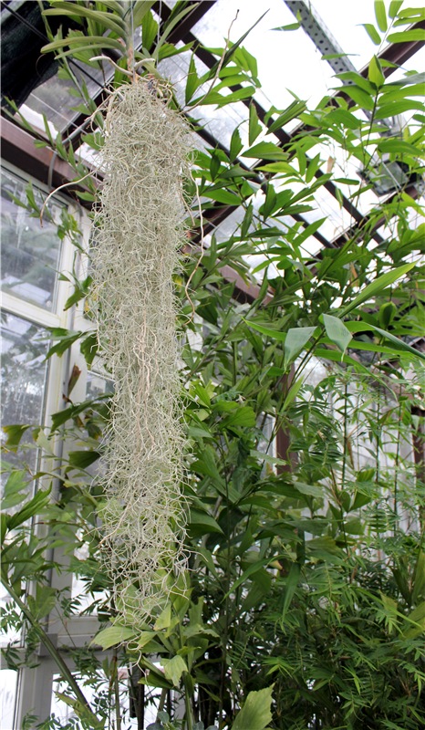 Тверской Ботанический Сад, продолжение | Бэйбики Тверской Ботанический Сад, продолжение