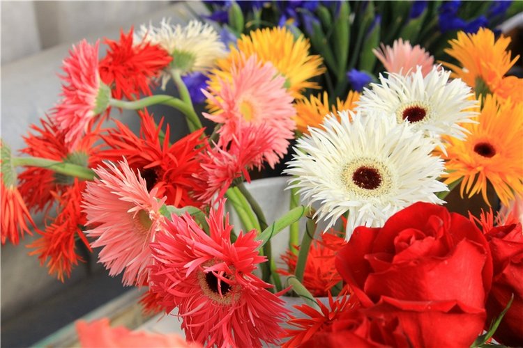 Выставка тюльпанов в Твери