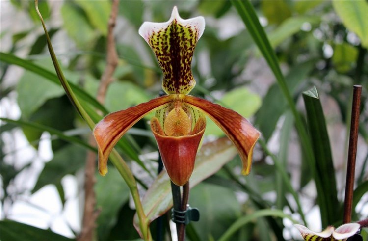 Тверской Ботанический Сад