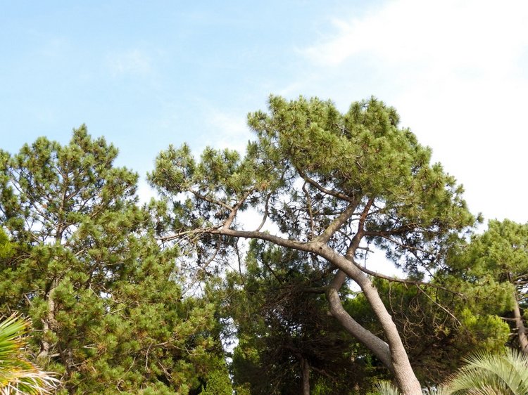 Краснодарский Край, Сочи-Адлер, Санаторий «Южное Взморье»