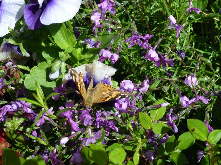Сочи-Адлер: Южное Взморье - Мои любимые куколки на отдыхе
