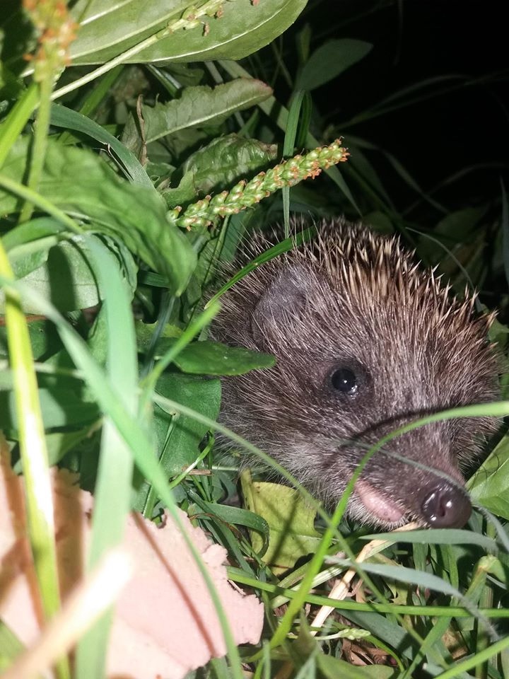 Любительские фотографии Ежей (выпуск 1) | Бэйбики Любительские фотографии Ежей (выпуск 1)