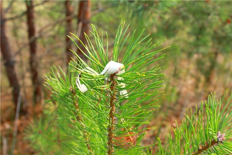 Гришутка — Винтажные куклы ГДР (Немки): Бигги