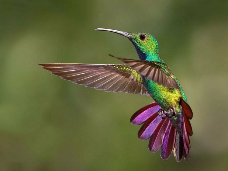 Колибри из бисера — Вышивка крестиком