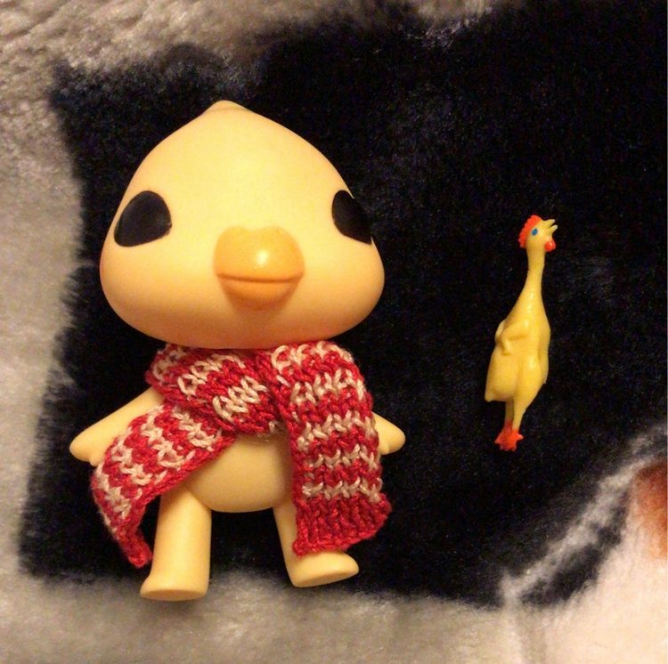 Новый житель - попугайчик Kotoribir