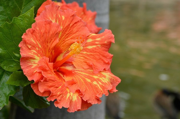 Мои Тоннерки. Фотозарисовки (фото 7)