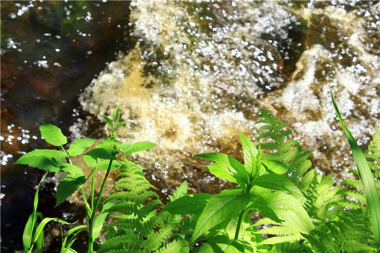 Затерянный Мир — Красивая природа и цветы: фото пейзажей