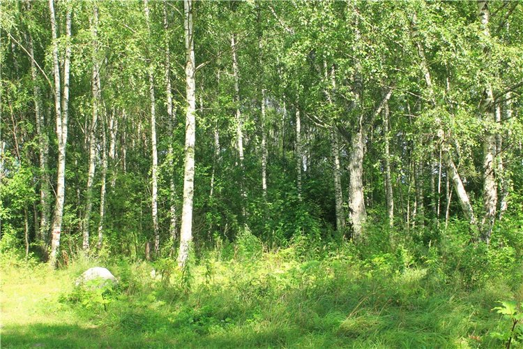 Августовское путешествие в "Сад Камней" | Бэйбики Августовское путешествие в "Сад Камней"