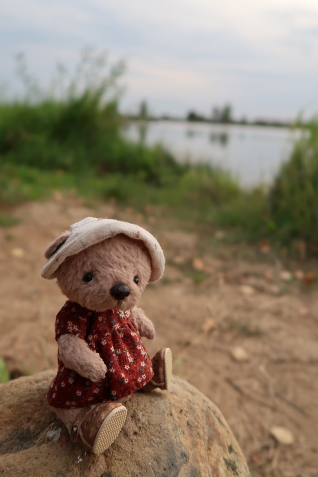 Знакомьтесь, новый вид медведей - медведь сумочный (фото 10)