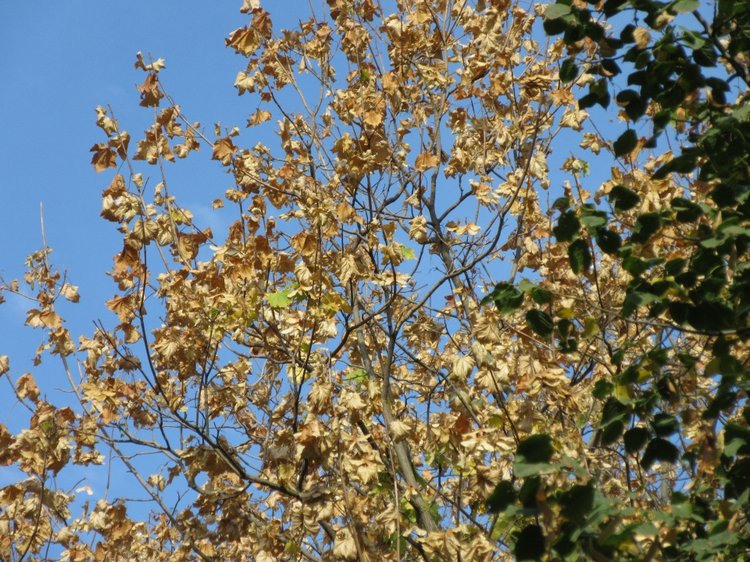 Осенняя пора в Ростове-на-Дону (фото 3)